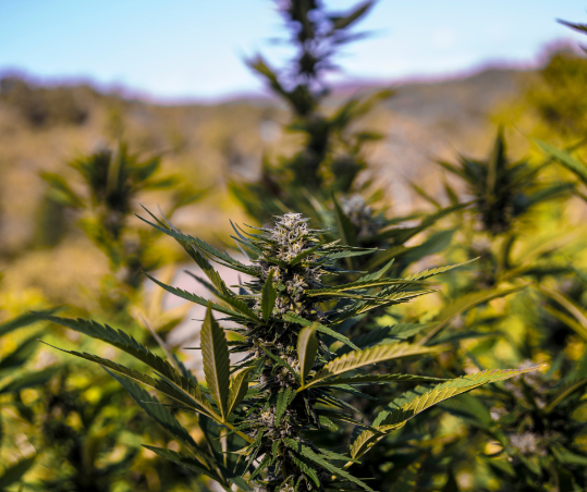 Guide To AK 47 CBD Flower Strain | The CBD Flower Shop